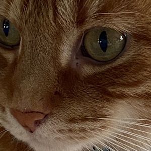 Meet your Posher, Nancy